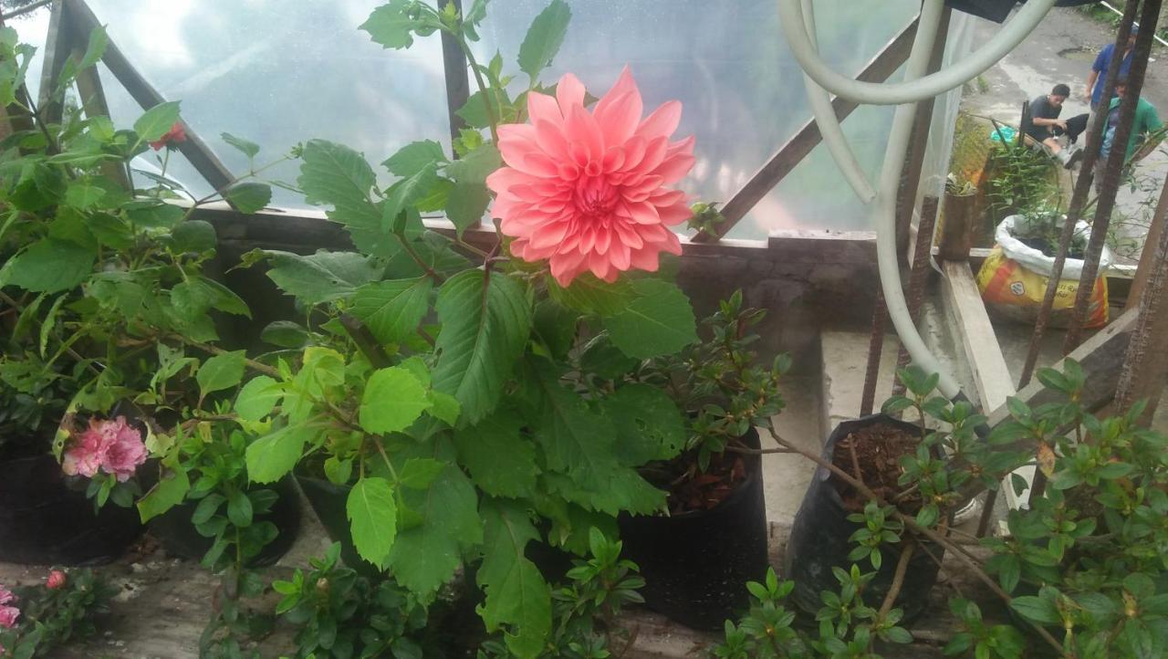 shalom inn home stay Darjeeling  Eksteriør bilde