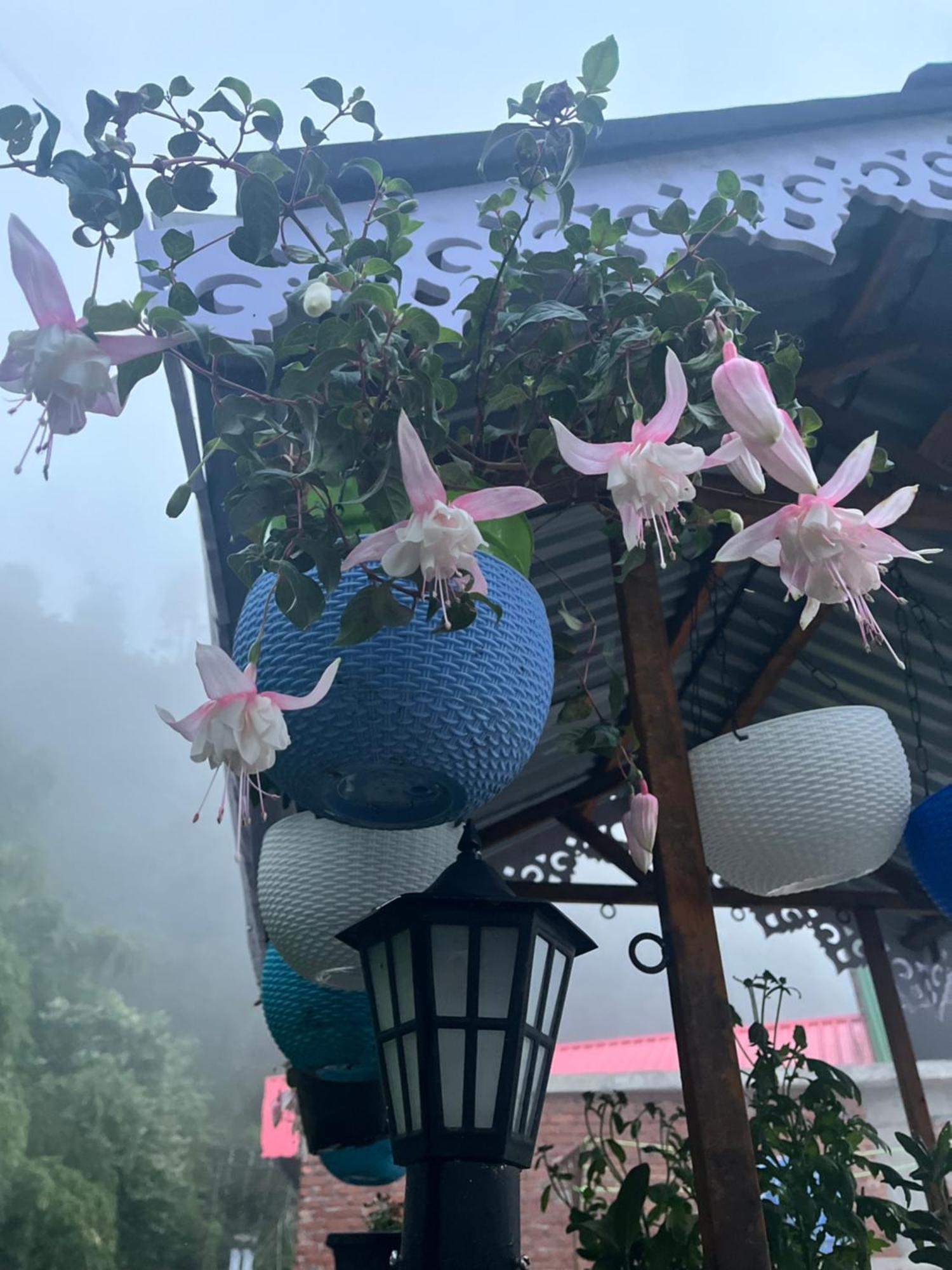 shalom inn home stay Darjeeling  Eksteriør bilde