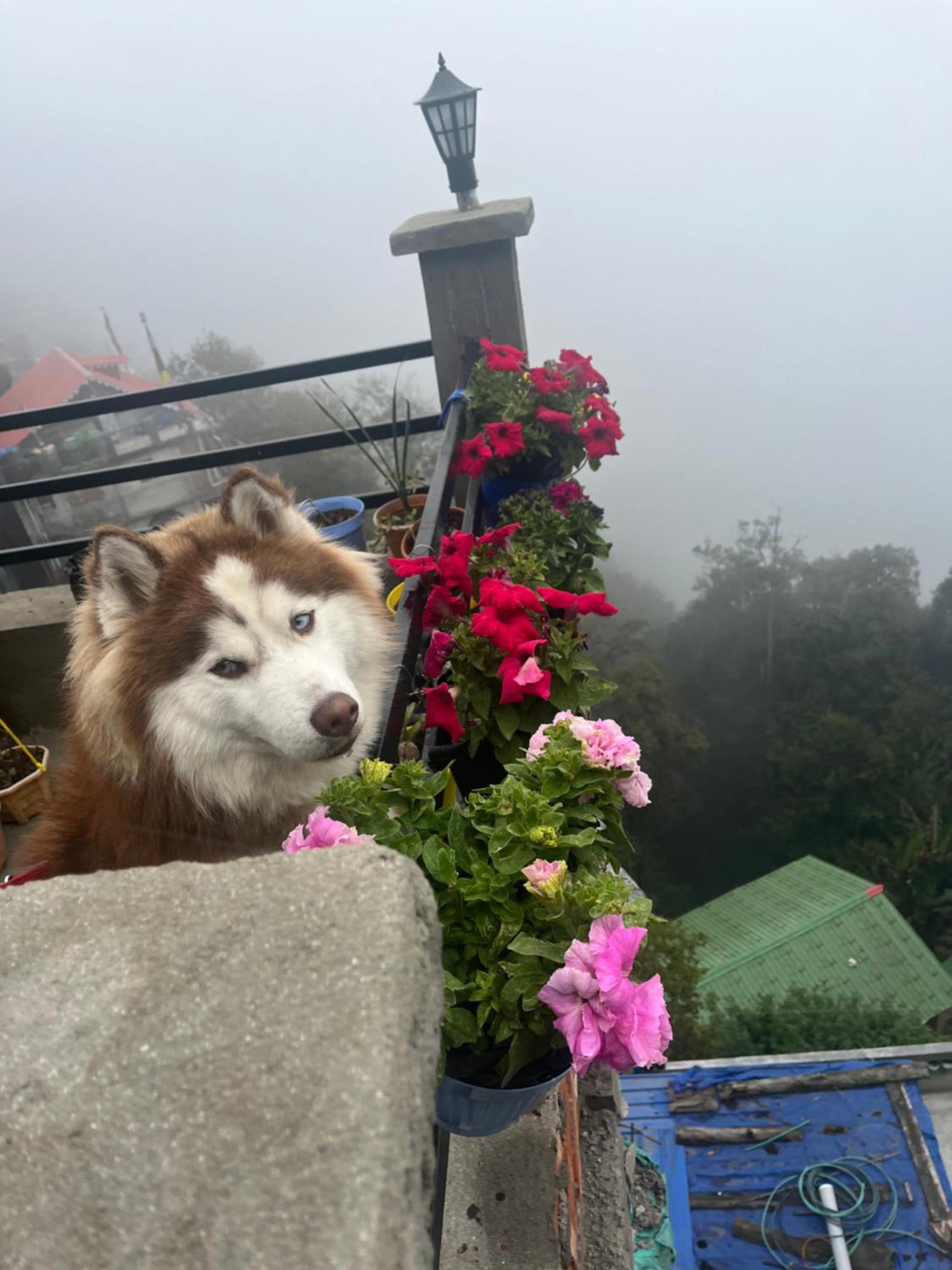 shalom inn home stay Darjeeling  Eksteriør bilde