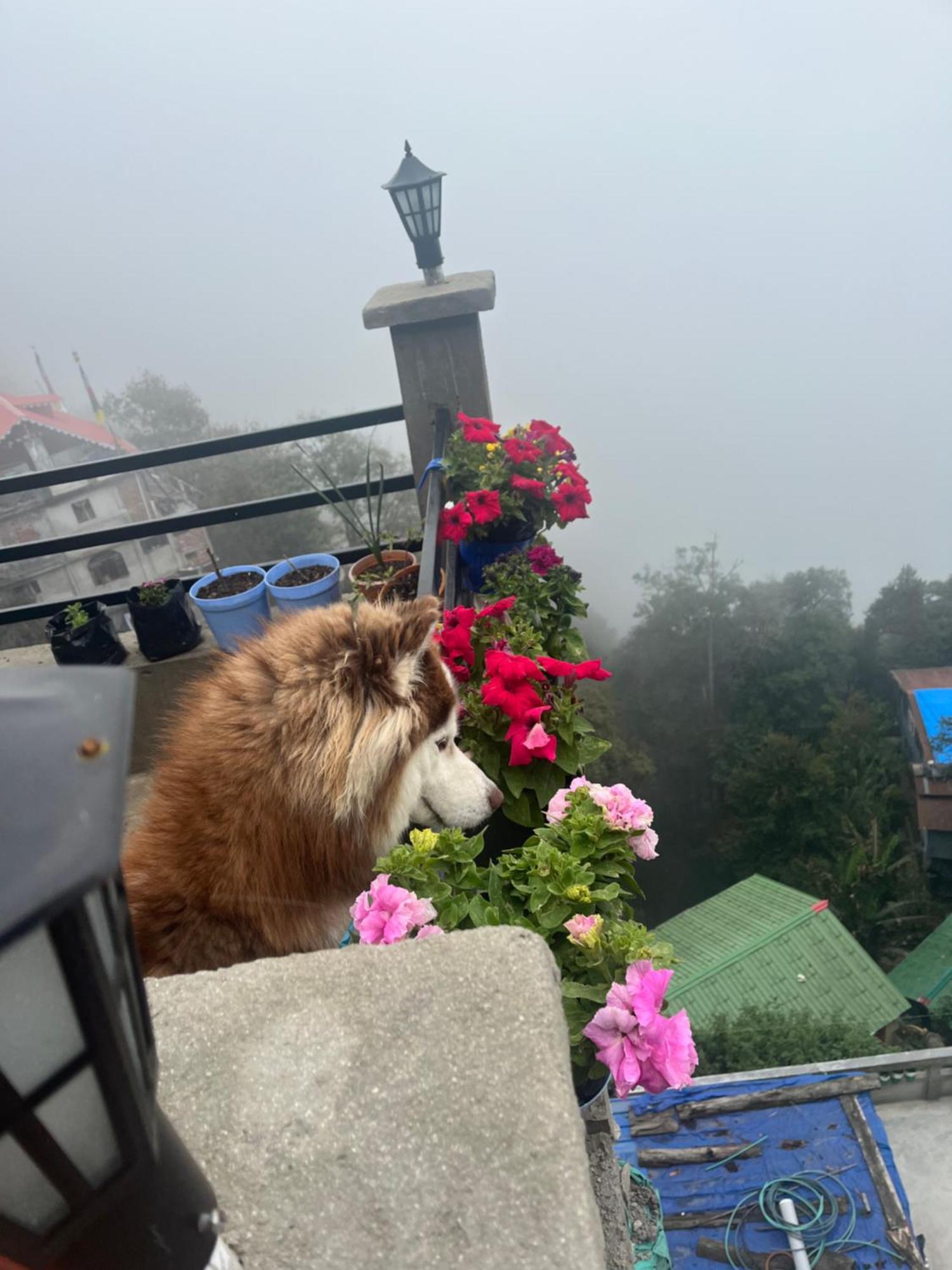 shalom inn home stay Darjeeling  Eksteriør bilde