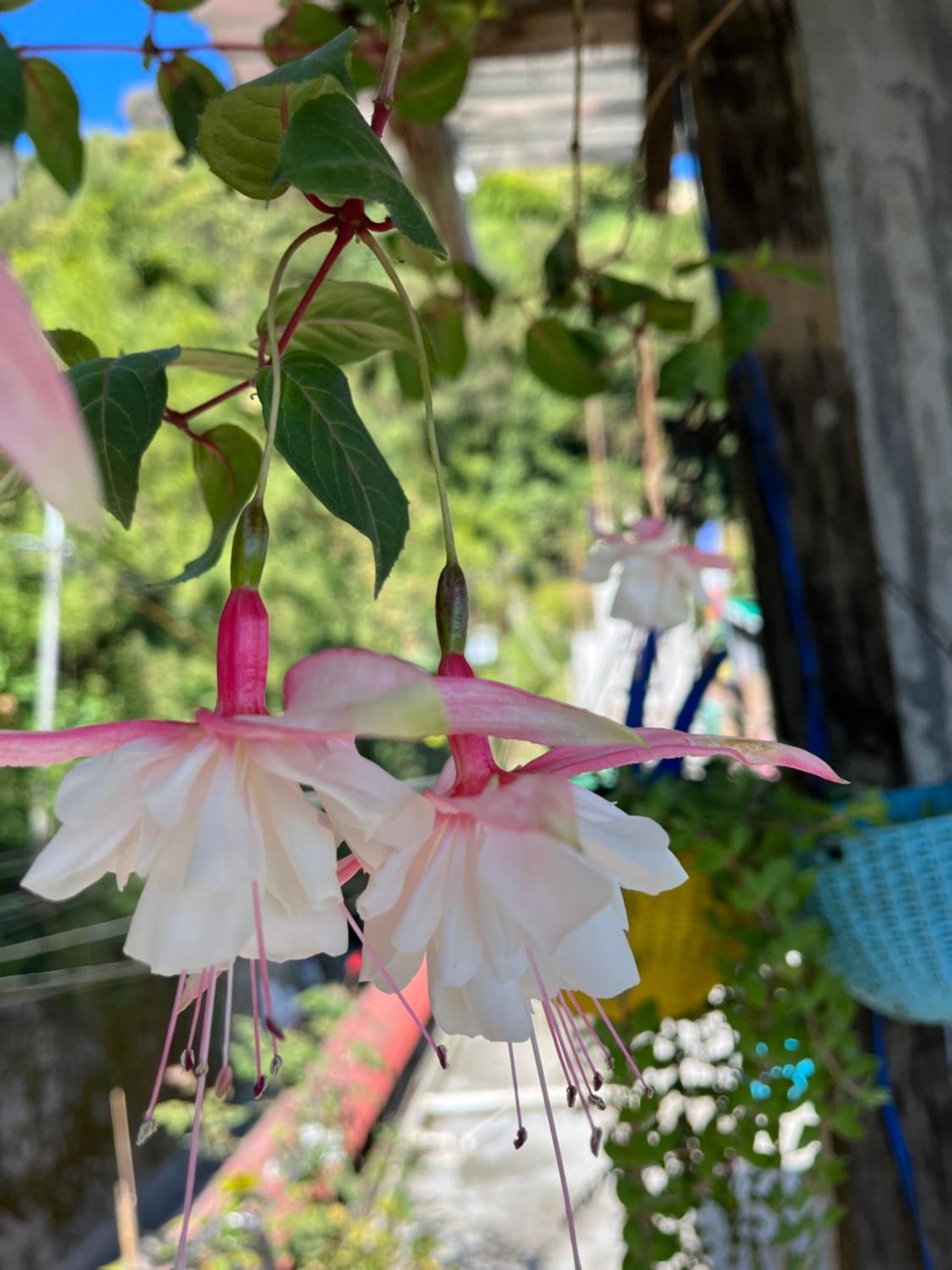 shalom inn home stay Darjeeling  Eksteriør bilde