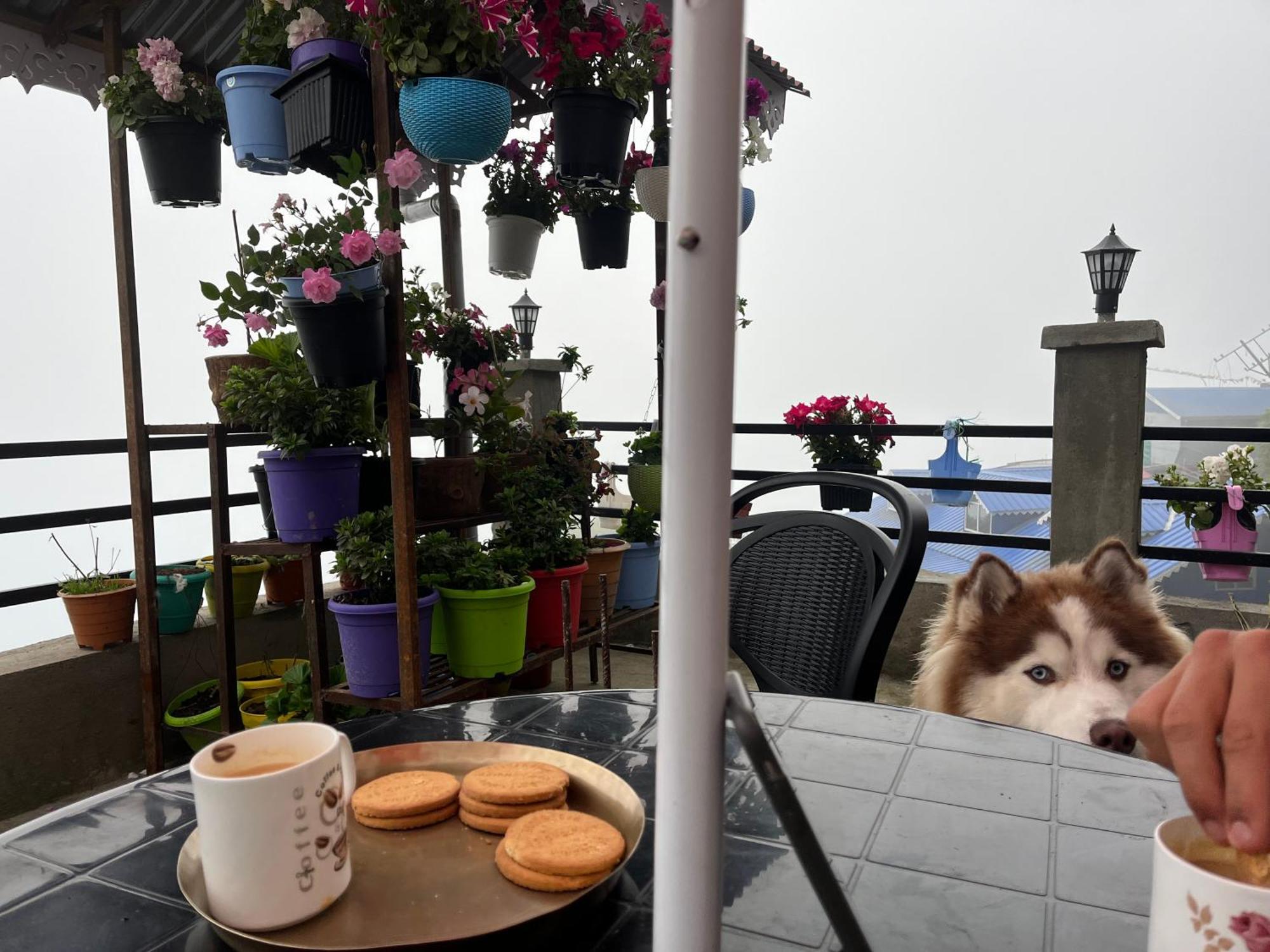 shalom inn home stay Darjeeling  Eksteriør bilde