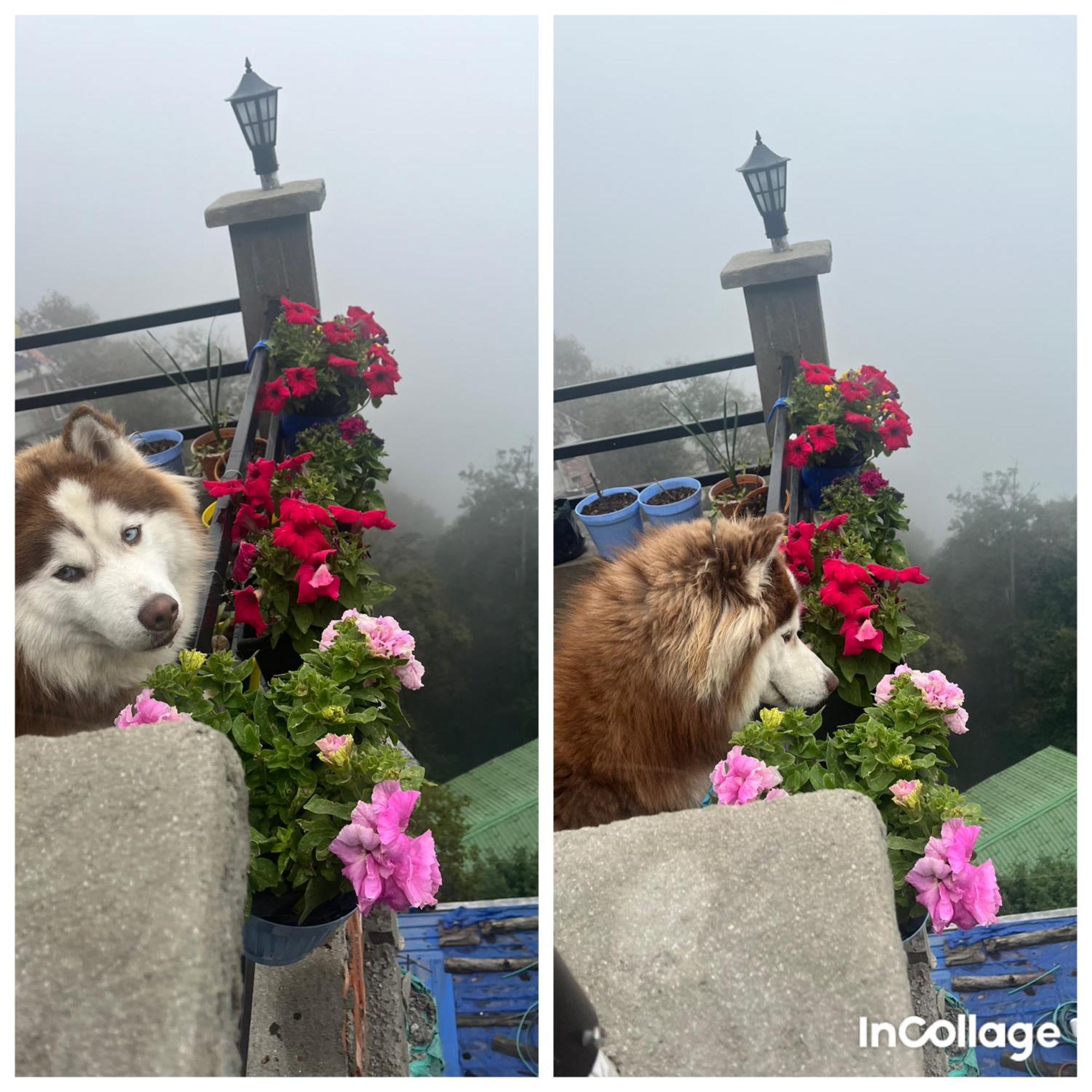 shalom inn home stay Darjeeling  Eksteriør bilde